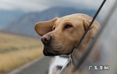 导盲犬对人类的帮助 导盲犬会保护主人吗