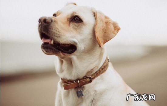 导盲犬为什么可以导盲 导盲犬会随地拉屎吗