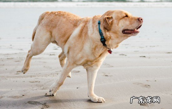 导盲犬怎么看红绿灯 导盲犬会看红绿灯吗