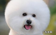 狗狗躲床底下 小狗总是躲在床底下不出来是什么原因