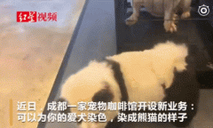 给狗狗染毛有什么危害 宠物染毛好吗？