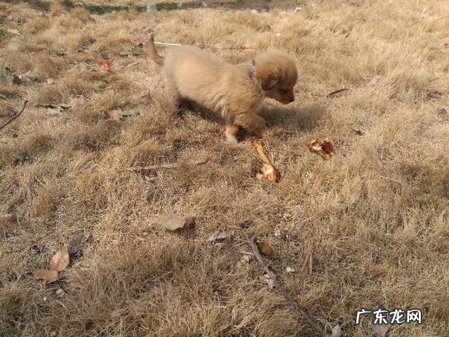 为什么有的狗不通人性 狗真的能通人性吗