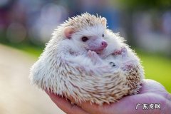 刺猬可以养吗？刺猬的养殖方法,如何让刺猬快速生长