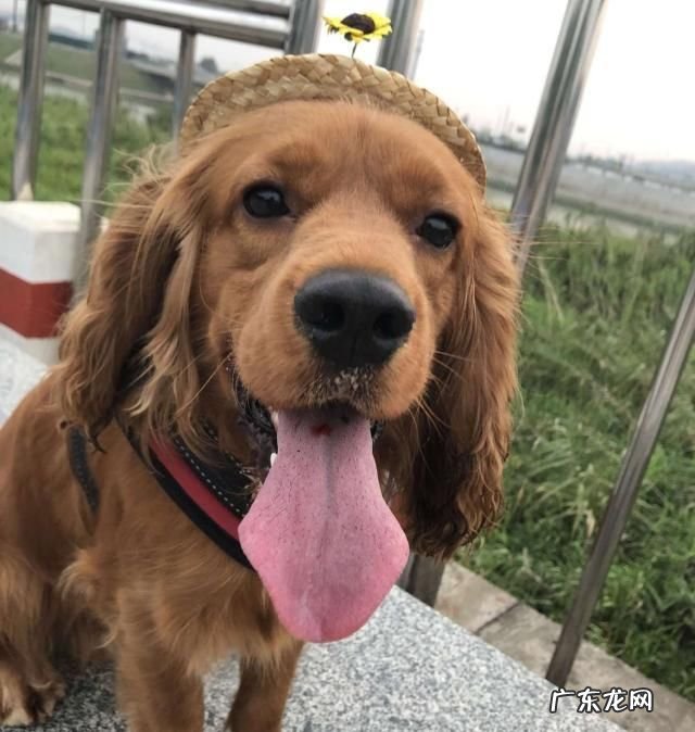 为什么狗能捡猫不能捡 狗狗连续两天捡回小猫,主人无奈:再捡你就自己养!