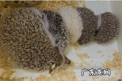 刺猬吃什么食物,怎么在家里养？学会这些方法,轻松搞定