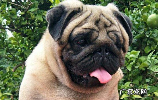 巴哥犬是哪个国家的品牌 巴哥犬是哪个国家的?