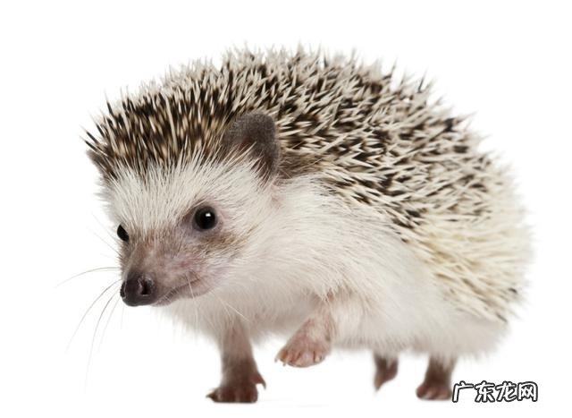 刺猬有什么作用?它为什么被称为“动物界的清道夫”?