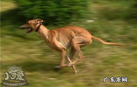 greyhound什么意思 greyhound