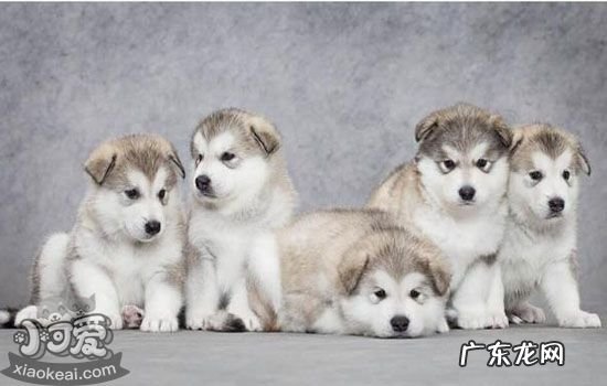 阿拉加斯加犬多少钱 阿拉斯加犬多钱
