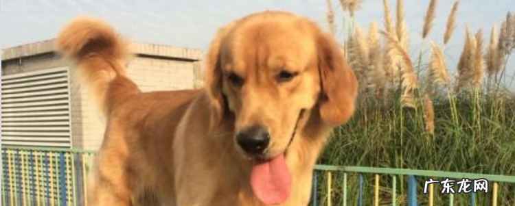 什么品种的狗可以当导盲犬 什么狗可以做导盲犬