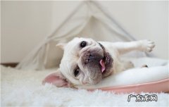 怎么看狗狗指甲的血线 金毛狗指甲的血线怎么看