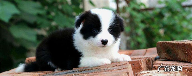 边牧犬可以看家护院吗 边牧能看家护院吗