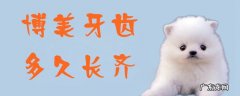 博美多久换牙齿 博美牙齿多久长齐