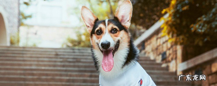 狗狗毛根部有黑色颗粒 狗毛里有黑色颗粒是什么