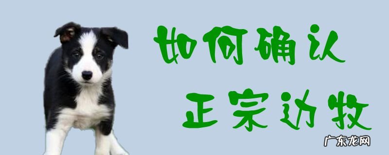 怎么看是不是边牧 如何确认正宗边牧
