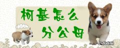 柯基怎么分公母狗图片 柯基怎么分公母