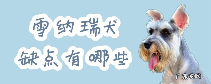 雪纳瑞宠物犬的优点和缺点 雪纳瑞犬缺点有哪些