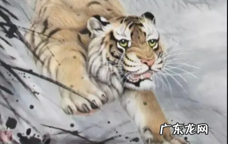 属虎交运在啥时候 属虎交运不能见什么属相