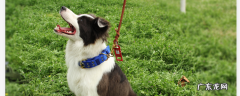 边境牧羊犬打得过狼吗 边境牧羊犬喜欢打架吗会不会攻击人