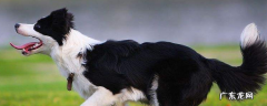 边境牧羊犬有体臭吗 边境牧羊犬体味程度