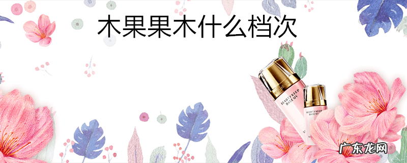 木果果木什么档次