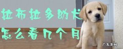 拉布拉多几个月是成犬 拉布拉多幼犬怎么看几个月