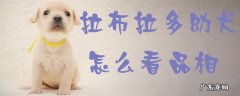 怎么看拉布拉多幼犬的品相 拉布拉多幼犬怎么看品相