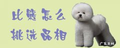 比熊怎样看品相好不好 比熊怎么挑选品相