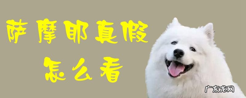 萨摩耶图片真实 萨摩耶真假怎么看