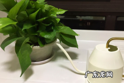 烟灰水浇花好吗 烟灰水浇什么花好