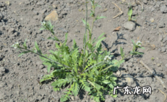 菜种子需要泡水吗 荠菜种子要用水泡吗