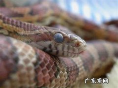 蛇多久蜕皮一次