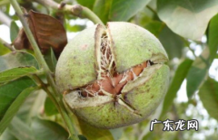 核桃皮把手染黑了怎么快速去除 剥核桃皮手黑怎么洗干净
