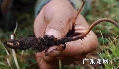 虫草泡水要不要先洗一下 鲜虫草可以水洗吗