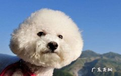纯黑狗跟纯白狗能同时养吗 纯白狗为什么不能养