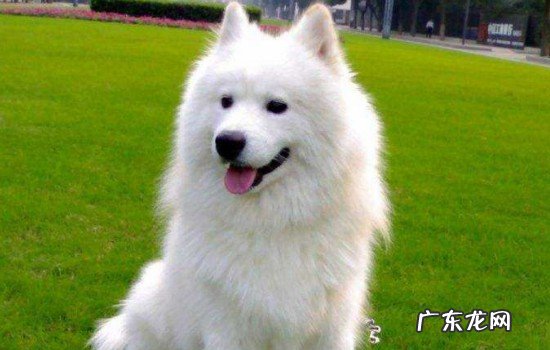 神犬小七是谁的狗 神犬小七里面的小雪是什么狗