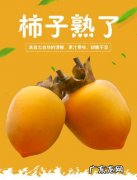 刚摘的柿子怎样储存不软？教你一招,柿子的存放时间更长