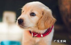 狗老死了 为什么不能埋土 狗狗死了为什么不能埋土里