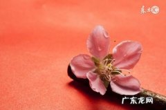 最容易招烂桃花的属相