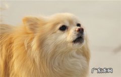 狗狗喜欢往路人身上扑是疯狗吗 狗狗喜欢往路人身上扑