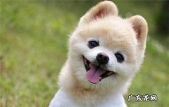 纯种俊介犬图片 俊介狗是什么品种