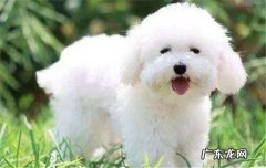 女孩子养比熊养公的还是母的 为什么比熊养公不养母