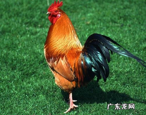 属鸡的哪天出生有福气