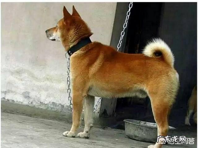 哪种狗最忠诚 哪种狗生存力强,容易喂养,并且还十分的忠诚