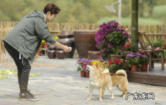 小h是土狗还是柴犬 小h是什么品种的柴犬