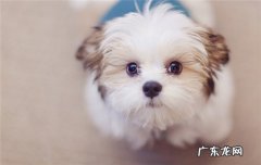 狗狗半夜舔各种东西是什么原因 狗狗一到晚上就舔身上