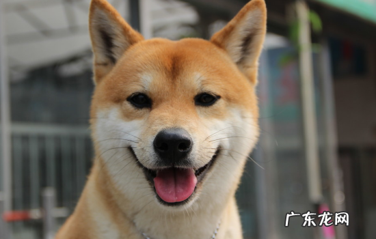 小h是柴犬还是秋田犬 小h是不是柴犬