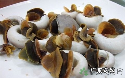 香螺有哪些营养价值