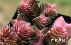 茜之塔多肉图片 多肉茜之塔怎么养漂亮