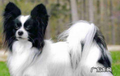 蝴蝶犬价钱 蝴蝶犬一只需要多少钱